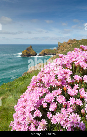 Kynance Cove; Sparsamkeit; Armeria Maritima; im Vordergrund; Cornwall; UK Stockfoto