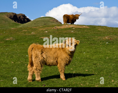 Eine niedliche Hochland Kalb steht auf der grünen Weide mit seiner Mutter im Hintergrund auf Stockfoto