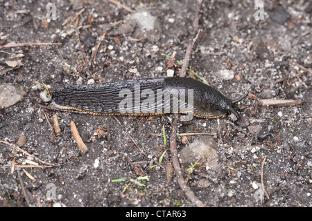 Große schwarze Schnecke Arion Ater Kreuzung Weg Stockfoto