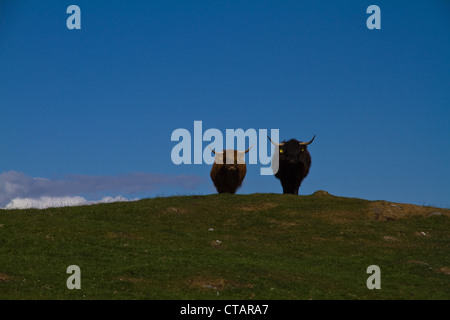 Zwei Highland Kühe stehen an der Spitze eines Hügels vor blauem Himmel Stockfoto