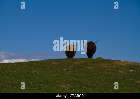 Zwei Highland Kühe stehen an der Spitze eines Hügels vor blauem Himmel Stockfoto