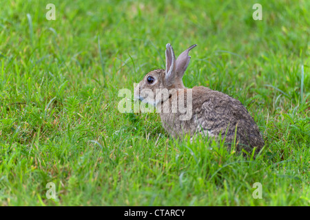 Kaninchen Oryctolagus Cuniculus Männchen füttern auf Rasen Stockfoto