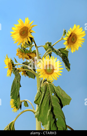 Abnorme Sonnenblume (Helianthus Annuus). Odessa, Ukraine Stockfoto