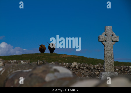 Zwei Highland Kühe stehen auf einem Hügel, Blick auf das Kreuz auf dem Friedhof bei Rhu Kirche, Insel von Canna, kleine Inseln Schottland Stockfoto