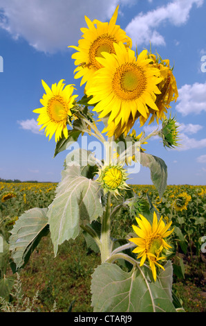 Abnorme Sonnenblume (Helianthus Annuus). Odessa, Ukraine Stockfoto
