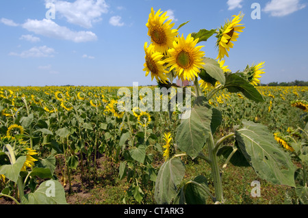 Abnorme Sonnenblume (Helianthus Annuus). Odessa, Ukraine Stockfoto
