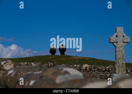 Zwei Highland Kühe stehen auf einem Hügel, Blick auf das Kreuz auf dem Friedhof bei Rhu Kirche, Insel von Canna, kleine Inseln Schottland Stockfoto