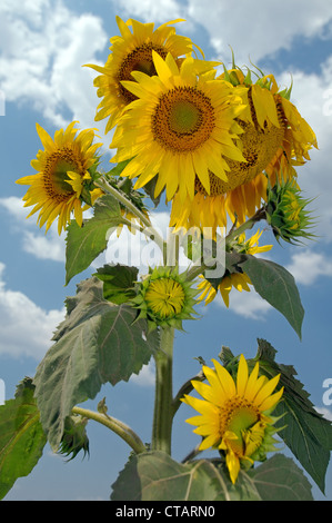 Abnorme Sonnenblume (Helianthus Annuus). Odessa, Ukraine Stockfoto