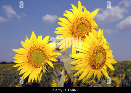 Abnorme Sonnenblume (Helianthus Annuus). Odessa, Ukraine Stockfoto