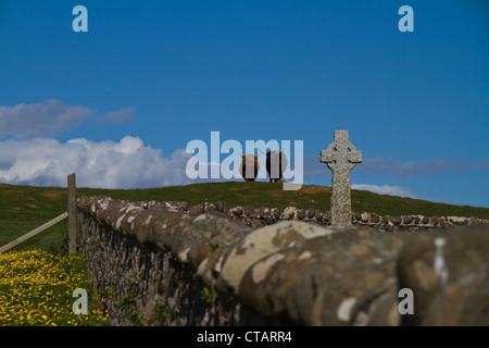 Zwei Highland Kühe stehen auf einem Hügel, Blick auf das Kreuz auf dem Friedhof bei Rhu Kirche, Insel von Canna, kleine Inseln Schottland Stockfoto