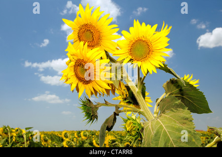 Abnorme Sonnenblume (Helianthus Annuus). Odessa, Ukraine Stockfoto