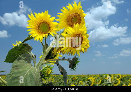 Abnorme Sonnenblume (Helianthus Annuus). Odessa, Ukraine Stockfoto