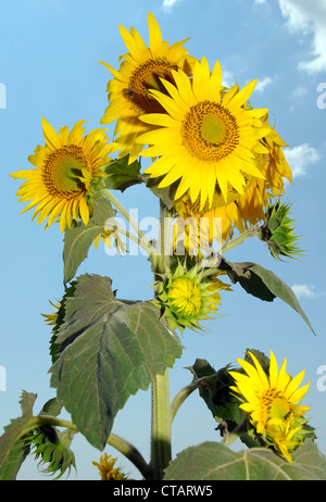 Abnorme Sonnenblume (Helianthus Annuus). Odessa, Ukraine Stockfoto