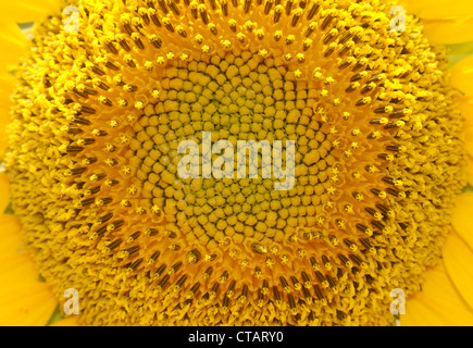 Sonnenblume (Helianthus Annuus). Odessa, Ukraine Stockfoto