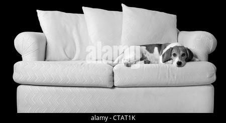Beagle-Entspannung auf der couch Stockfoto