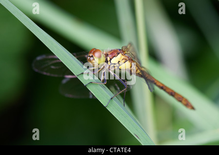 Gemeinsamen Darter, Sympetrum Striolatum Erwachsenfrau thront Stockfoto