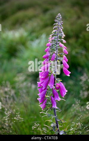 Fingerhut, auch genannt der Digitalis Purpurea mit Regen fällt auf den Blütenblättern. Stockfoto