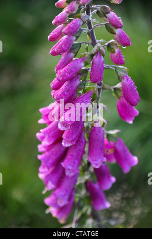 Fingerhut, auch genannt der Digitalis Purpurea mit Regen fällt auf den Blütenblättern. Stockfoto