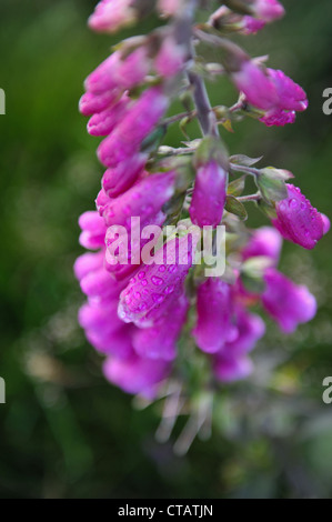 Fingerhut, auch genannt der Digitalis Purpurea mit Regen fällt auf den Blütenblättern. Stockfoto