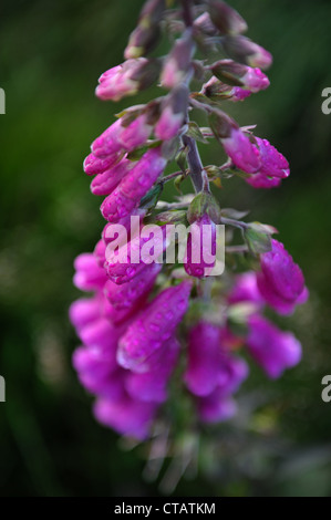 Fingerhut, auch genannt der Digitalis Purpurea mit Regen fällt auf den Blütenblättern. Stockfoto