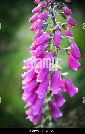 Fingerhut, auch genannt der Digitalis Purpurea mit Regen fällt auf den Blütenblättern. Stockfoto