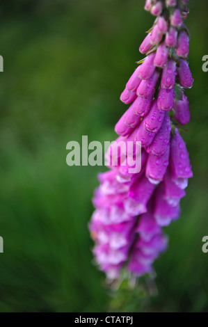 Fingerhut, auch genannt der Digitalis Purpurea mit Regen fällt auf den Blütenblättern. Stockfoto