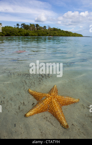 Orange Seesterne am Seestern Strand auf Isla Colon, Bocas del Toro, Panama. Stockfoto