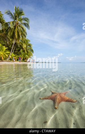 Orange Seestern am Seestern Strand auf Isla Colon, Bocas del Toro, Panama. Stockfoto