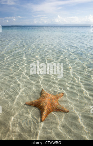 Orange Seestern am Seestern Strand auf Isla Colon, Bocas del Toro, Panama. Stockfoto