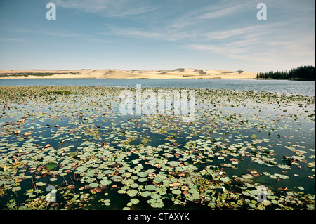 Weißer Sand Dünen und Lotus Lake, Mui Ne, Binh Thuan, Vietnam Stockfoto