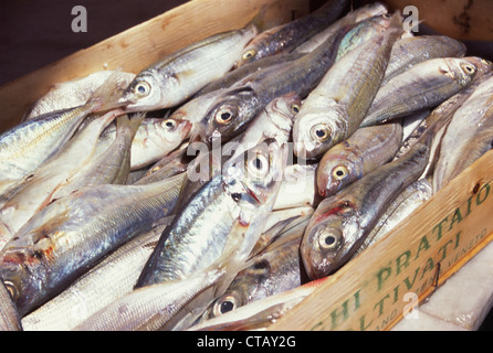 Frische Sardinen auf einem Markt in Palermo verkauft werden. Stockfoto