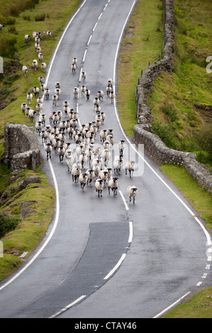 Schafherde auf einer Straße auf Dartmoor, Devon ausgeführt. Stockfoto