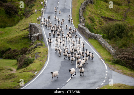 Schafherde auf einer Straße auf Dartmoor, Devon ausgeführt. Stockfoto