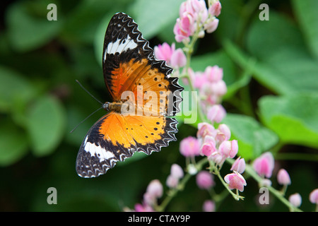 Schmetterling auf der tropischen Schmetterlingsfarm auf Penang Insel Penang Zustand, Malaysia, Süd-Ost-Asien Stockfoto