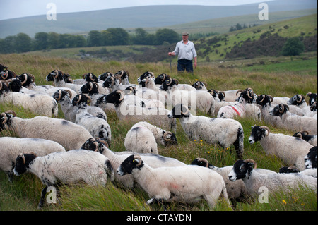 Hirte auf Dartmoor Blick auf eine Herde von Swaledale Mutterschafe. Stockfoto