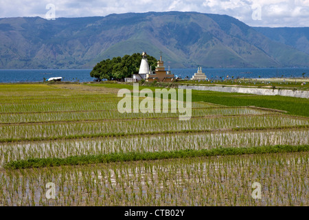 Reisfelder und Batak Gräber auf Pulau Samosir Island im Lake Toba, Insel Sumatra, Indonesien, Südostasien Stockfoto