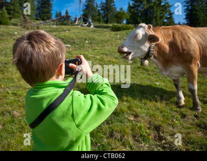 Junge Fotografieren ein Vieh auf einer Wiese, Hofbauern-Alm, Kampenwand, Chiemgau, Oberbayern, Deutschland Stockfoto