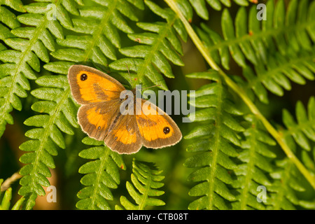 Gatekeeper Pyronia Tithonus männlich Aalen auf Bracken bei Arnside Knott, Cumbria im Juli. Stockfoto