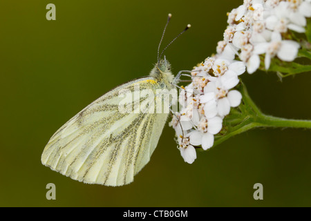 Grün-veined weiß Pieris Napi weibliche gehockt Schafgarbe in Barkbooth Menge, Cumbria im Juli. Stockfoto