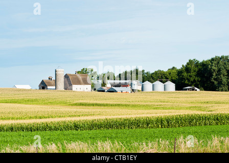 Ein Bauernhaus und andere Gebäude werden mit einem Maisfeld im Vordergrund angezeigt. Stockfoto