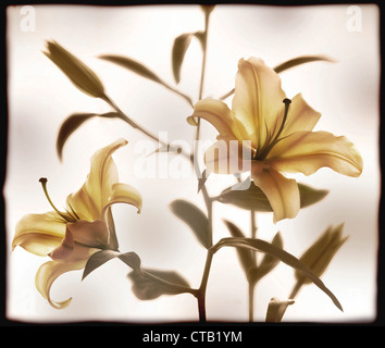 Lilium Stargazer mit dem weißen Hintergrund, Philippinen Stockfoto