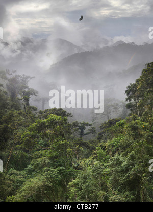 Philippine Eagle fliegt über den tropischen Regenwald mit Berge im Nebel, Banaue, Ifugao, Insel Luzon, Philippinen, Asien Stockfoto