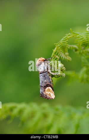 Buff-Tip Motte (Phalera Bucephala) Stockfoto