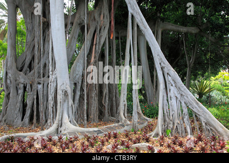 Spanien, Kanarische Inseln, Teneriffa, Lord-Howe-Feigenbaum, Ficus Macrophylla Columnaris Stockfoto