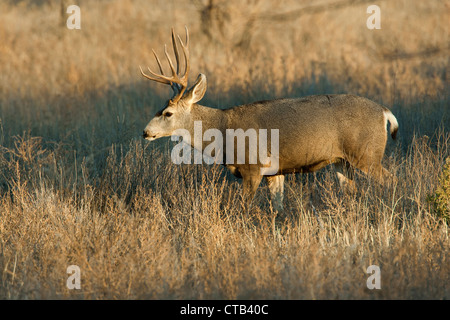 Mule Deer Buck zu Fuß durch die Wiese im Herbst, New Mexico Stockfoto