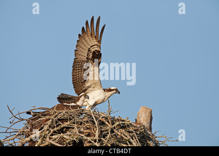 Fischadler Paar auf Nest mit Männchen Flügel angehoben, um abzunehmen Stockfoto