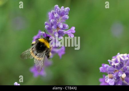 Biene auf Lavendel Stockfoto