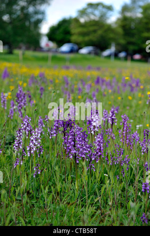 Grün-winged Orchideen (Orchis Morio) Stockfoto