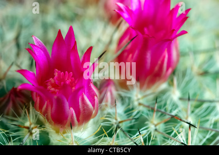 Nahaufnahme Foto von Kaktus Blumen Mammillaria haageana Stockfoto