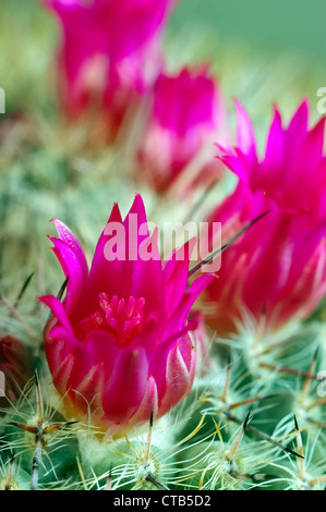 Nahaufnahme Foto von Kaktus Blumen Mammillaria haageana Stockfoto